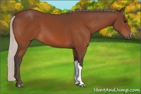 Horse Color:Silver Bay 