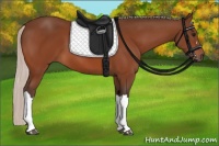 Horse Color:Silver Bay 