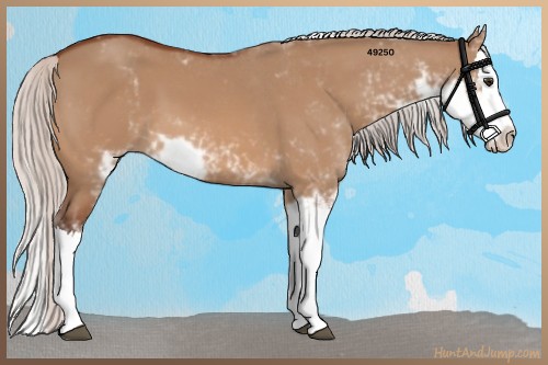 Horse Color:Silver Brown Dun Sabino Splash 