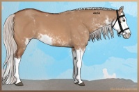 Horse Color:Silver Brown Dun Sabino Splash