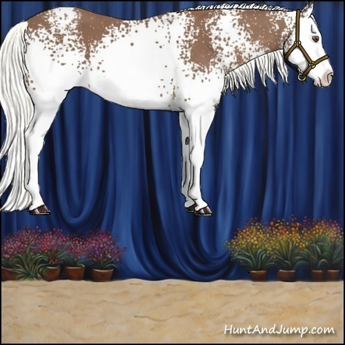 Horse Color:White Spotted Chestnut Mushroom Splash Appaloosa 
