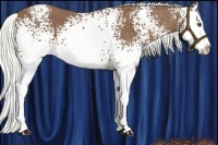 Horse Color:White Spotted Chestnut Mushroom Splash Varnish