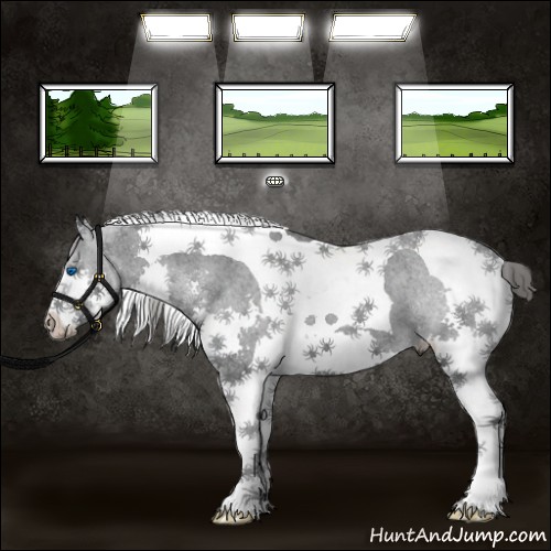 Horse Color:Black Splash Tobiano Appaloosa 