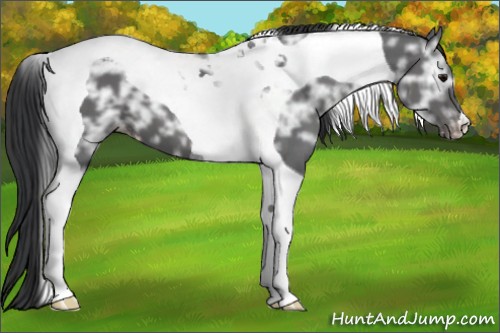 Horse Color:Black Ice Tobiano Appaloosa