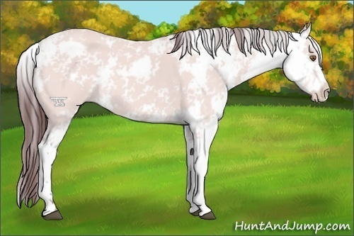 Horse Color:Platinum Chocolate Buckskin Sabino