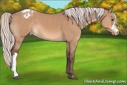 Horse Color:Silver Brown Dun Appaloosa 