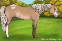 Horse Color:Silver Brown Dun Appaloosa 