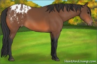 Horse Color:Bay Appaloosa