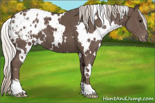 Horse Color:White Spotted Silver Black Appaloosa 