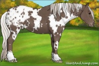 Horse Color:White Spotted Silver Black Appaloosa 