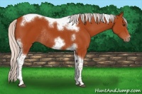 Horse Color:Silver Brown Tobiano Frame Rabicano 
