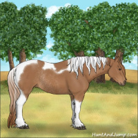 Horse Color:Chestnut Tobiano Rabicano 