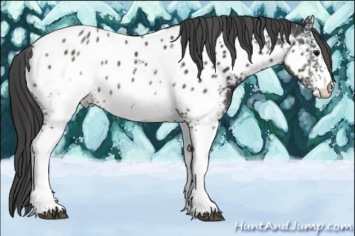 Horse Color:White Spotted Brown Tobiano Near Leopard
