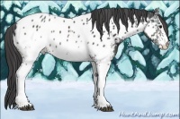 Horse Color:White Spotted Brown Tobiano Near Leopard 