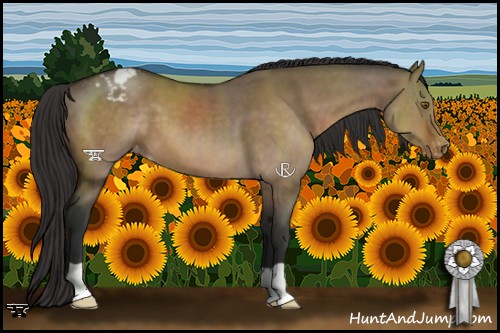 Horse Color:Brown Dun Appaloosa 
