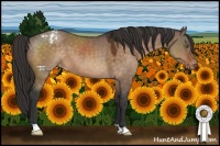 Horse Color:Brown Dun Appaloosa 