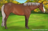 Horse Color:Silver Bay Splash 