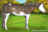 Horse Color:Chocolate Palomino Splash Rabicano