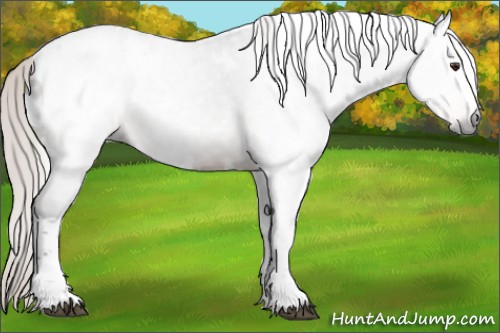 Horse Color:Gray White Spotted Silver Brown Mushroom Appaloosa