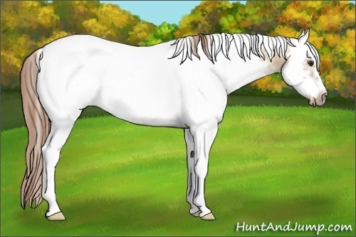 Horse Color:White Spotted Red Dun Frame Rabicano 