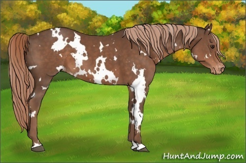 Horse Color:White Spotted Liver Chestnut Appaloosa 