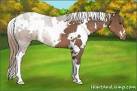 Horse Color:White Spotted Liver Chestnut Appaloosa 