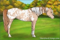 Horse Color:White Spotted Gold Champagne Appaloosa 