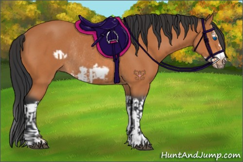 Horse Color:Bay Splash Frame and Bay Splash Frame Rabicano