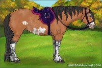 Horse Color:Bay Splash Frame and Bay Splash Frame Rabicano