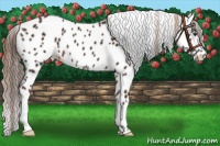 Horse Color:Liver Chestnut Appaloosa 