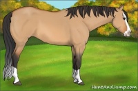 Horse Color:Bay Dun Splash 