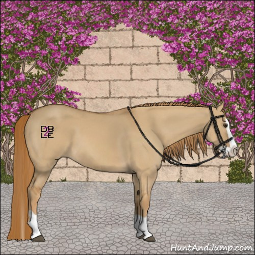 Horse Color:Red Dun Splash 