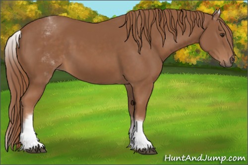Horse Color:White Spotted Chestnut Sabino 