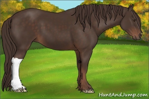 Horse Color:Liver Chestnut 