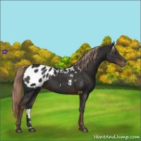 Horse Color:Liver Chestnut Appaloosa 