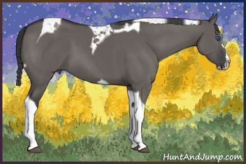 Horse Color:Grullo Splash Tobiano 