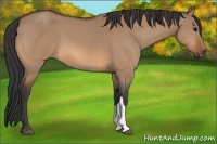Horse Color:Bay Dun 