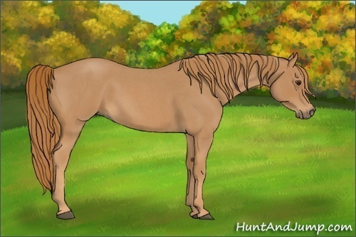 Horse Color:Red Roan 