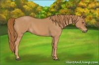 Horse Color:Red Roan 