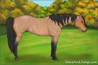 Horse Color:Bay Roan 