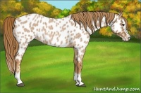 Horse Color:Red Roan Splash Appaloosa 