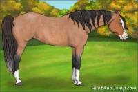 Horse Color:Bay Roan Splash Varnish 