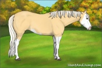 Horse Color:Palomino Splash 