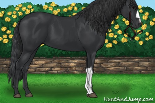 Horse Color:Black 
