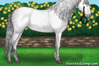 Horse Color:Gray Black