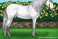 Horse Color:Gray Black Appaloosa 