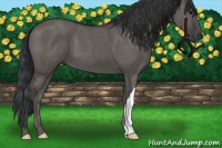 Horse Color:Grullo 