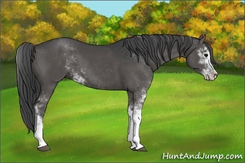 Horse Color:Black Sabino 