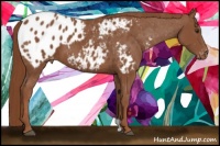 Horse Color:Chestnut Appaloosa 