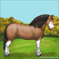 Horse Color:Bay Splash Frame 